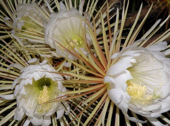 A Not So Serious Salute to the Night-blooming Cereus