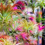 air plants