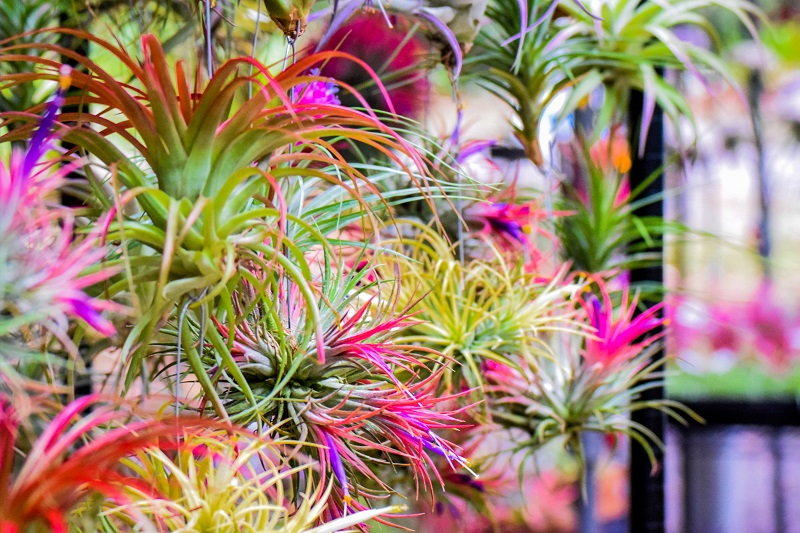 colorful air plants