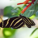 Zebra Longwing Butterfly