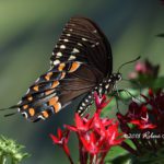 Spicebush Swallowtail