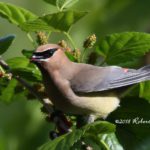 Cedar Waxwing