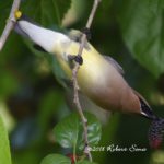 Cedar Waxwing