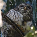 Barred Owl