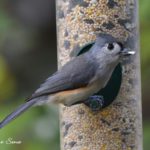 Titmouse