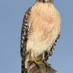 Red Shouldered Hawk