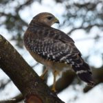 Red Shouldered Hawk