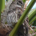 Barred Owl