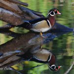 Wood Duck