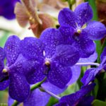 Blue Vanda Orchids