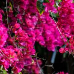 Bougainvillea