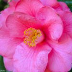 Camellia