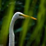 White Crane