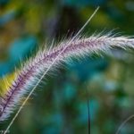 Fountain Grass