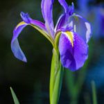 Iris