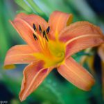 Orange Mead Lily