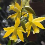 Sobralia Orchids