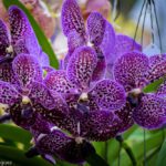 Purple Vanda Orchids