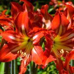 Red Lilies