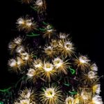 Night blooming cereus