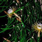 Night blooming cereus