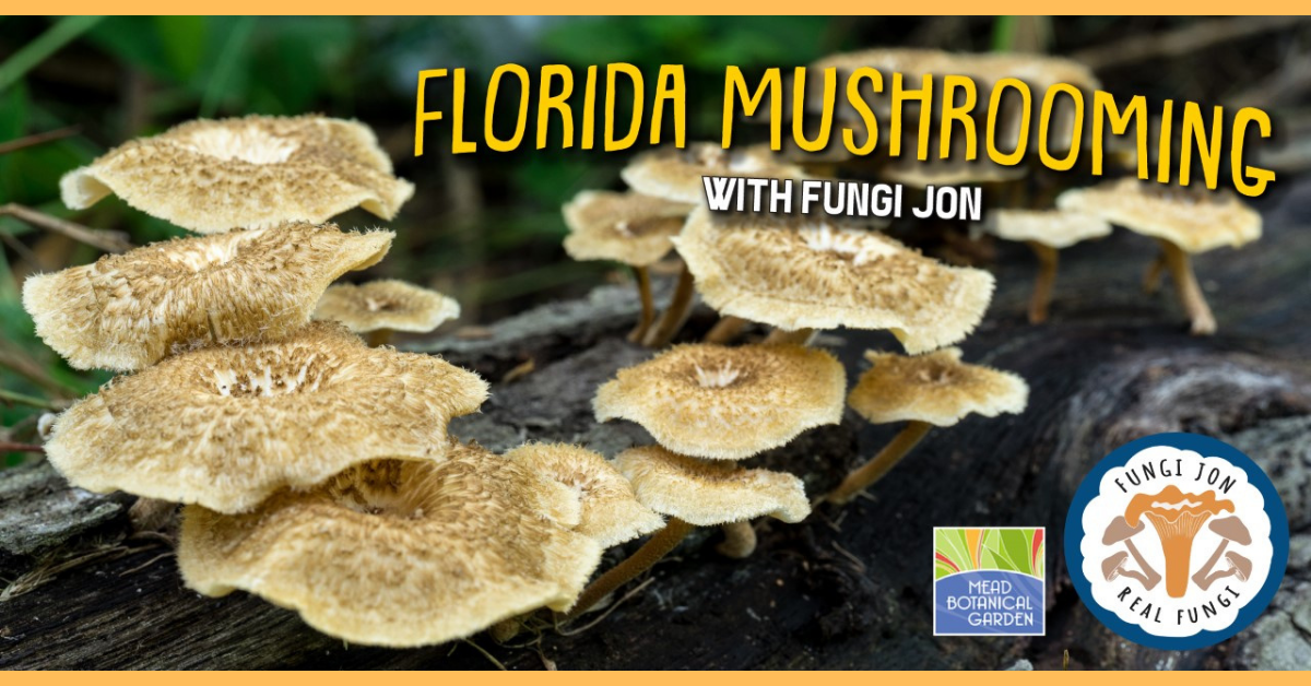 florida mushrooming with fungi jon