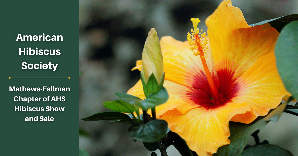 american hibiscus society show & sale - hibiscus flower