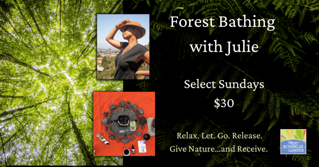 Forest bathing with Julie